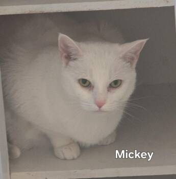 Rescue Domestic Short Hair Cats for Adoption in Fort Erie, Ontario - Mickey | PetCurious
