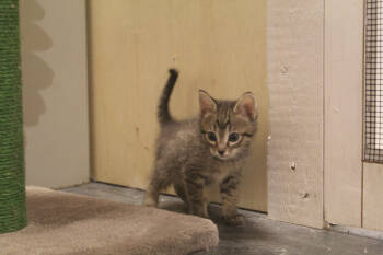 Rescue Domestic Short Hair Cats for Adoption in St. Cloud, Minnesota - Cumulus | PetCurious