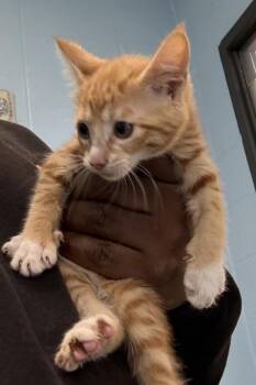 Domestic Short Hair Cats Available for Adoption in Lawrenceville, Georgia - Jade (nf12) | PetCurious