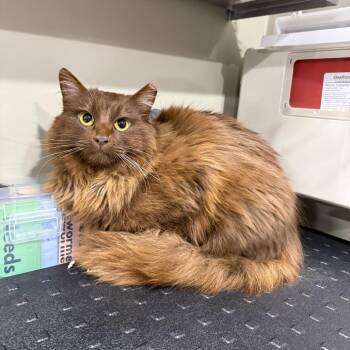 Domestic Long Hair Cats Available for Adoption in Bridgeville, Pennsylvania - Freya | PetCurious