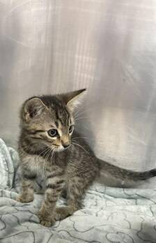 Topaz -  Domestic Short Hair Cat for Adoption in Houston, Texas - Topaz | PetCurious