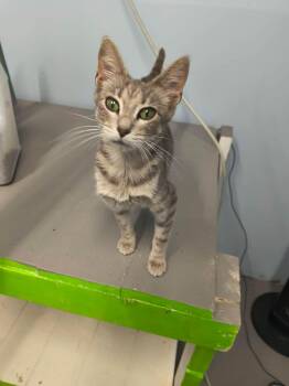 Pearl -  Tabby Cat for Adoption in Stover, Missouri - Pearl | PetCurious