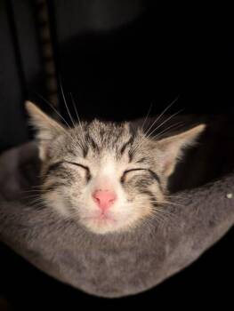 Domestic Short Hair Cats Available for Adoption in Blanchard, Oklahoma - Chico (Chico And Rayden) ACCEPTING PRE-ADOPTION APPLICATIONS | PetCurious