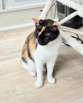 Phoenix -  Domestic Short Hair Cat Available for Adoption in South Bend, Indiana - Phoenix | PetCurious
