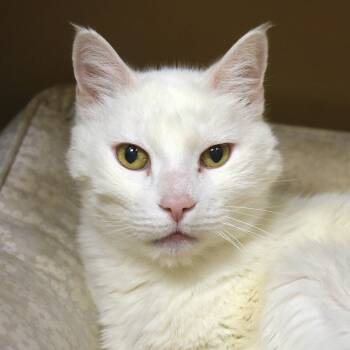 Domestic Short Hair Cats Available for Adoption - Angel | PetCurious