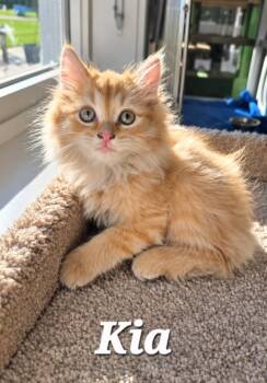 Kia -  Domestic Long Hair Cat for Adoption in Sidney, Ohio - Kia | PetCurious