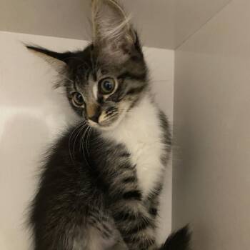 Natasha -  Domestic Short Hair Cat for Adoption in Redwood City, California - Natasha | PetCurious