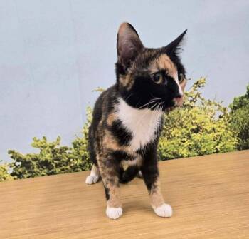 Operati -  Domestic Short Hair Cat for Adoption in Wheaton, Illinois - Operati | PetCurious
