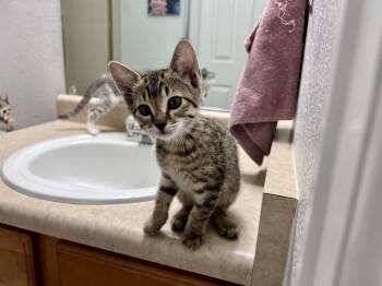 Juniper -  Domestic Short Hair Cat for Adoption in Aurora, Colorado - Juniper | PetCurious