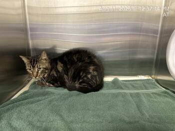 MIRU -  Domestic Short Hair Cat for Adoption in Ocala, Florida - MIRU | PetCurious