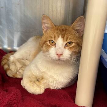 Rescue Domestic Short Hair Cats for Adoption in Benton Harbor, Michigan - Poncho | PetCurious