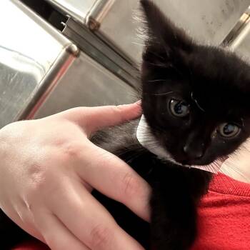 Fendt -  Domestic Short Hair Cat for Adoption in Leander, Texas - Fendt | PetCurious
