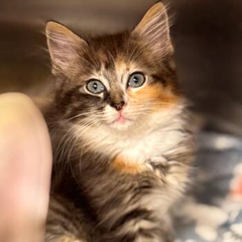 Madeline -  Domestic Short Hair Cat for Adoption in Cumming, Georgia - Madeline | PetCurious