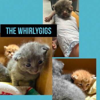 Veruca -  Domestic Short Hair Cat for Adoption in Wheeling, Illinois - Veruca | PetCurious
