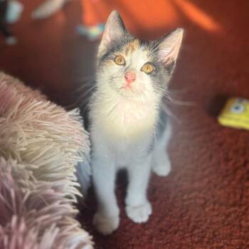 Etta -  Domestic Short Hair Cat for Adoption in Woodbury, New Jersey - Etta | PetCurious