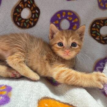 Queen Catlizabeth -  Domestic Short Hair Cat for Adoption in San Pablo, California - Queen Catlizabeth | PetCurious