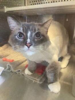Binky -  Himalayan and Siamese Cat for Adoption in Kansas City, Missouri - Binky | PetCurious