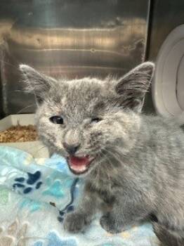 Rescue Domestic Medium Hair Cats for Adoption in El Paso, Texas - 59800228 | PetCurious