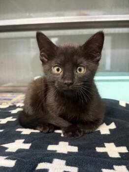 Diesel -  Domestic Short Hair Cat for Adoption in Fort Worth, Texas - Diesel | PetCurious