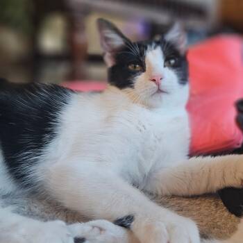Sunny -  Domestic Short Hair Cat for Adoption in Pearland, Texas - Sunny | PetCurious