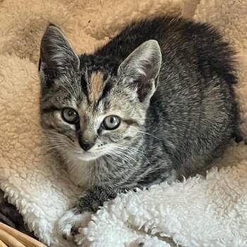 Gingey (grey) -  Domestic Short Hair Cat for Adoption in Franklin, Tennessee - Gingey (grey) | PetCurious