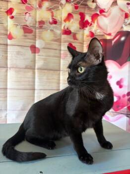 Domestic Short Hair Cats Available for Adoption - Narwhal - Sponsored By The Keay Family | PetCurious
