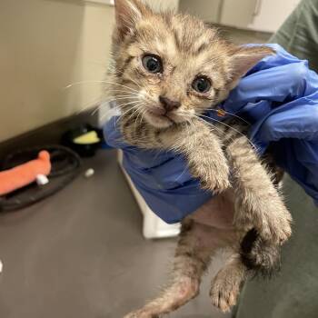 Rocky 9887 -  Domestic Short Hair Cat for Adoption in Columbus, Georgia - Rocky 9887 | PetCurious