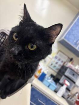 A Cappella -  Domestic Short Hair Cat for Adoption in Charleston, South Carolina - A Cappella | PetCurious