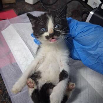 Grisha -  Domestic Short Hair Cat for Adoption in Summerville, South Carolina - Grisha | PetCurious