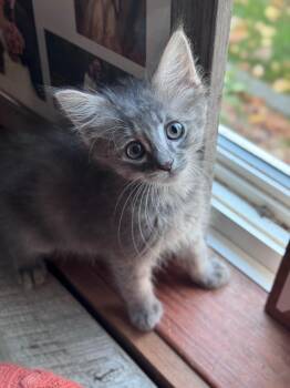 Beruna -  Domestic Medium Hair Cat for Adoption in Hackensack, Minnesota - Beruna | PetCurious
