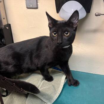 Sunny -  Domestic Short Hair Cat for Adoption in Pasadena, California - Sunny | PetCurious