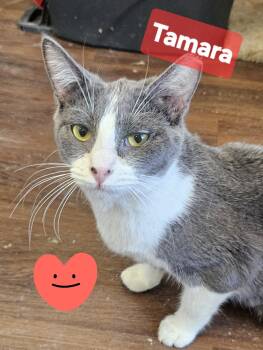 Rescue Domestic Short Hair Cats for Adoption in Villa Park, California - Tamara | PetCurious