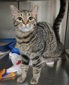Domestic Short Hair Cats Available for Adoption in Lindenhurst, New York - 6-211 Tootsie | PetCurious