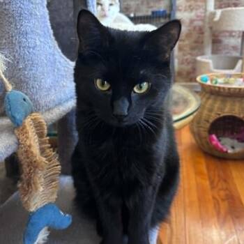 Parker (kitten missing 1/2 tail) -  Domestic Short Hair Cat for Adoption in Huntington, New York - Parker (kitten Missing 1/2 Tail) | PetCurious