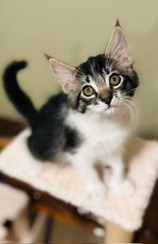 Rescue Domestic Medium Hair Cats for Adoption in Antioch, California - Max | PetCurious