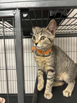 Rose -  Domestic Short Hair Cat for Adoption in Thurmont, Maryland - Rose | PetCurious
