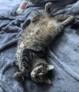 Domestic Medium Hair Cats Available for Adoption in Battle Ground, Washington - MS-Thumper | PetCurious
