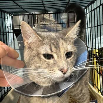 Peony -  Domestic Medium Hair Cat for Adoption in New York, New York - Peony | PetCurious