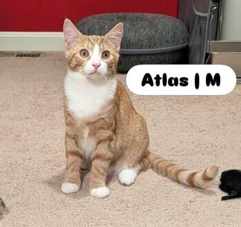 Atlas -  Domestic Short Hair Cat for Adoption in Mcdonald, Pennsylvania - Atlas | PetCurious