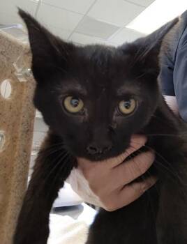 Furball -  Domestic Short Hair Cat for Adoption in Lafayette, Indiana - Furball | PetCurious