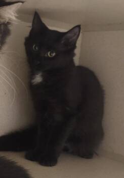 Falkor -  Maine Coon and Domestic Long Hair Cat for Adoption in Iroquois, Illinois - Falkor | PetCurious