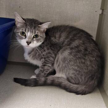 Lilac -  Domestic Short Hair Cat for Adoption in Monroe, Michigan - Lilac | PetCurious
