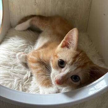 Queso -  Domestic Short Hair Cat for Adoption in Fort Lauderdale, Florida - Queso | PetCurious