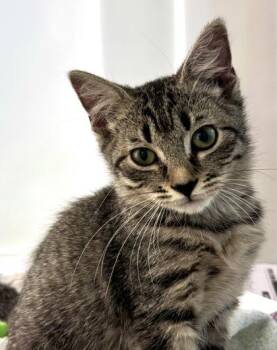 Biscotti 882-26 -  Domestic Short Hair Cat for Adoption in Cumming, Georgia - Biscotti 882-26 | PetCurious