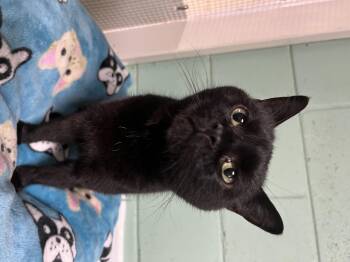 Rescue Domestic Short Hair Cats for Adoption in Spencer, Iowa - Gladys | PetCurious