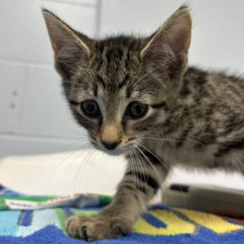 Alfredo -  Domestic Short Hair Cat for Adoption in Indianapolis, Indiana - Alfredo | PetCurious