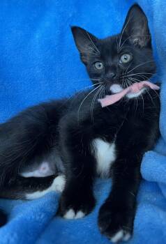Rilley -  Tuxedo Cat for Adoption in Hood River, Oregon - Rilley | PetCurious