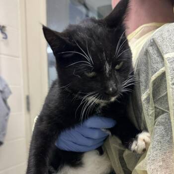 Rocky Road -  Domestic Short Hair Cat for Adoption in Murray, Utah - Rocky Road | PetCurious