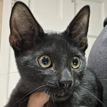 Blackberry -  Domestic Short Hair Cat for Adoption in Leander, Texas - Blackberry | PetCurious