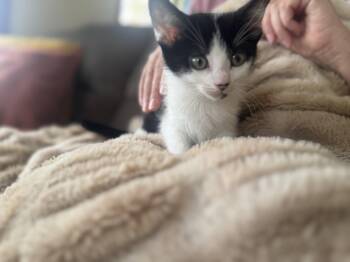 Domestic Short Hair Cats Available for Adoption - Nordic-Transport | PetCurious